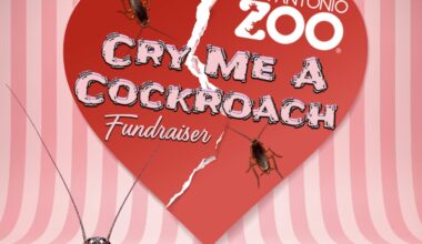 San Antonio Zoo brings back annual 'Cry Me a Cockroach' Valentine's Day fundraiser