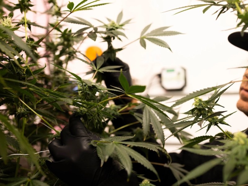 A blossoming Texas medical marijuana industry adds new businesses, products and patients