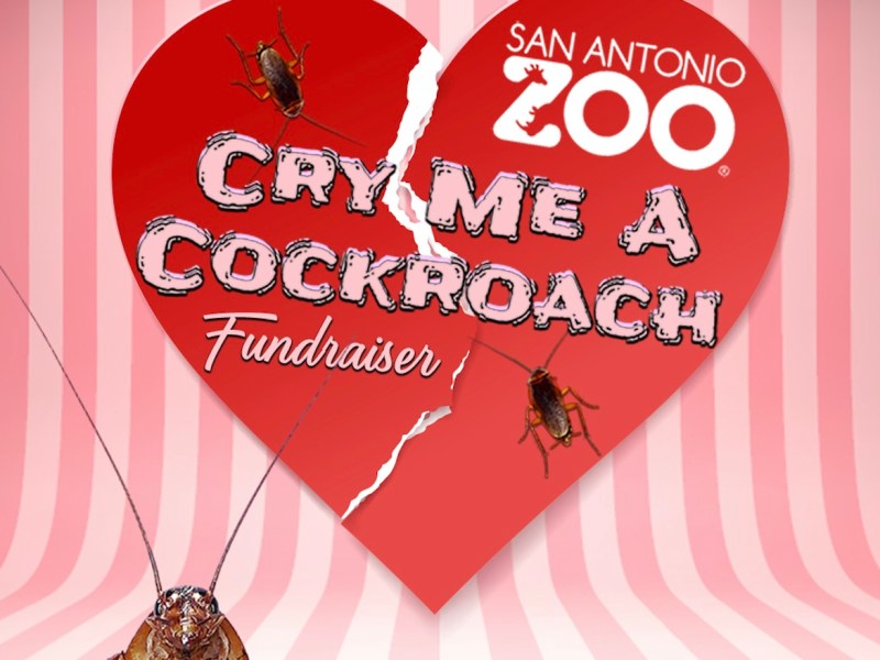 San Antonio Zoo brings back annual ‘Cry Me a Cockroach’ Valentine’s Day fundraiser