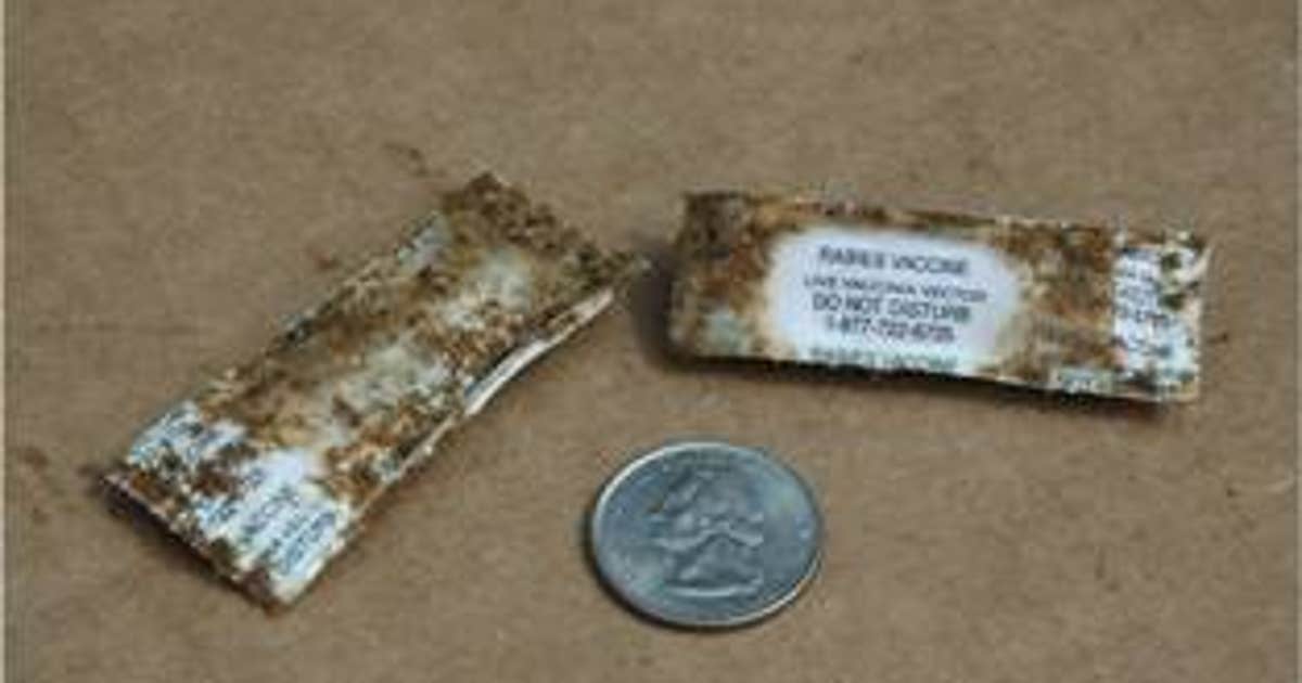 Oral rabies vaccinations will be dropped from planes, hand distributed in far West Texas