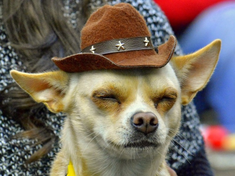 Restaurant at San Antonio’s historic Gunter Hotel offering chef-curated menu for dogs