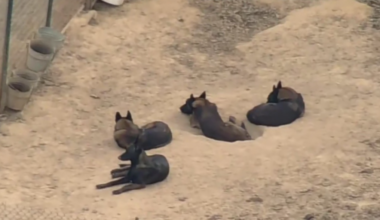 More than 60 dogs seized in federal East Texas cruelty case now in SPCA care