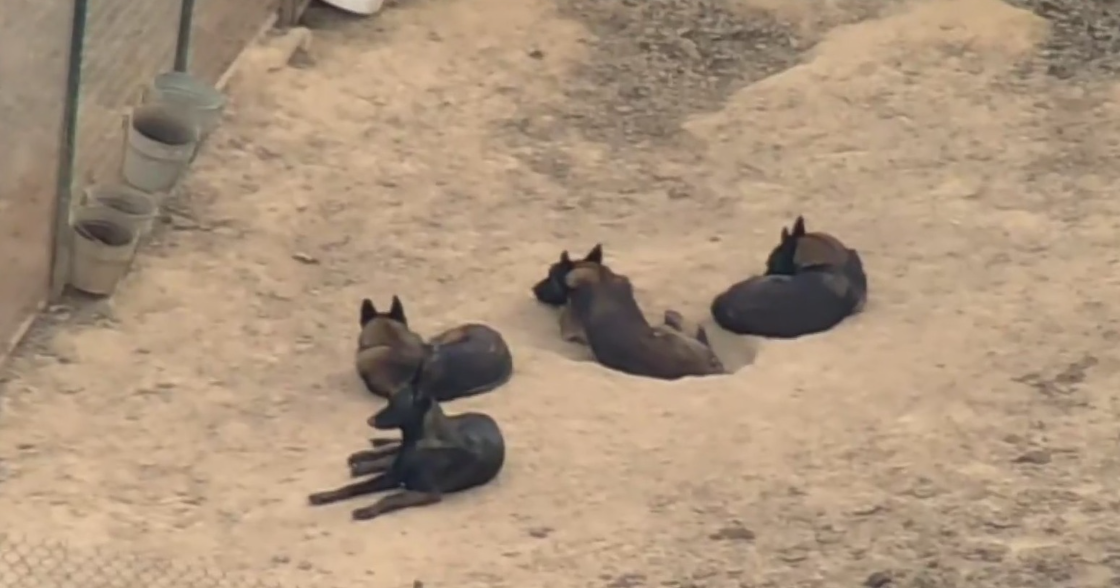 More than 60 dogs seized in federal East Texas cruelty case now in SPCA care