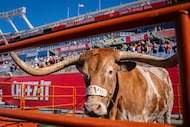 Texas mascot Bevo stands on the sidelines ahead of the NCAA College Citrus Bowl against the...
