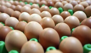 Texas food banks to receive 2 million eggs following pandemic lawsuit over price gouging