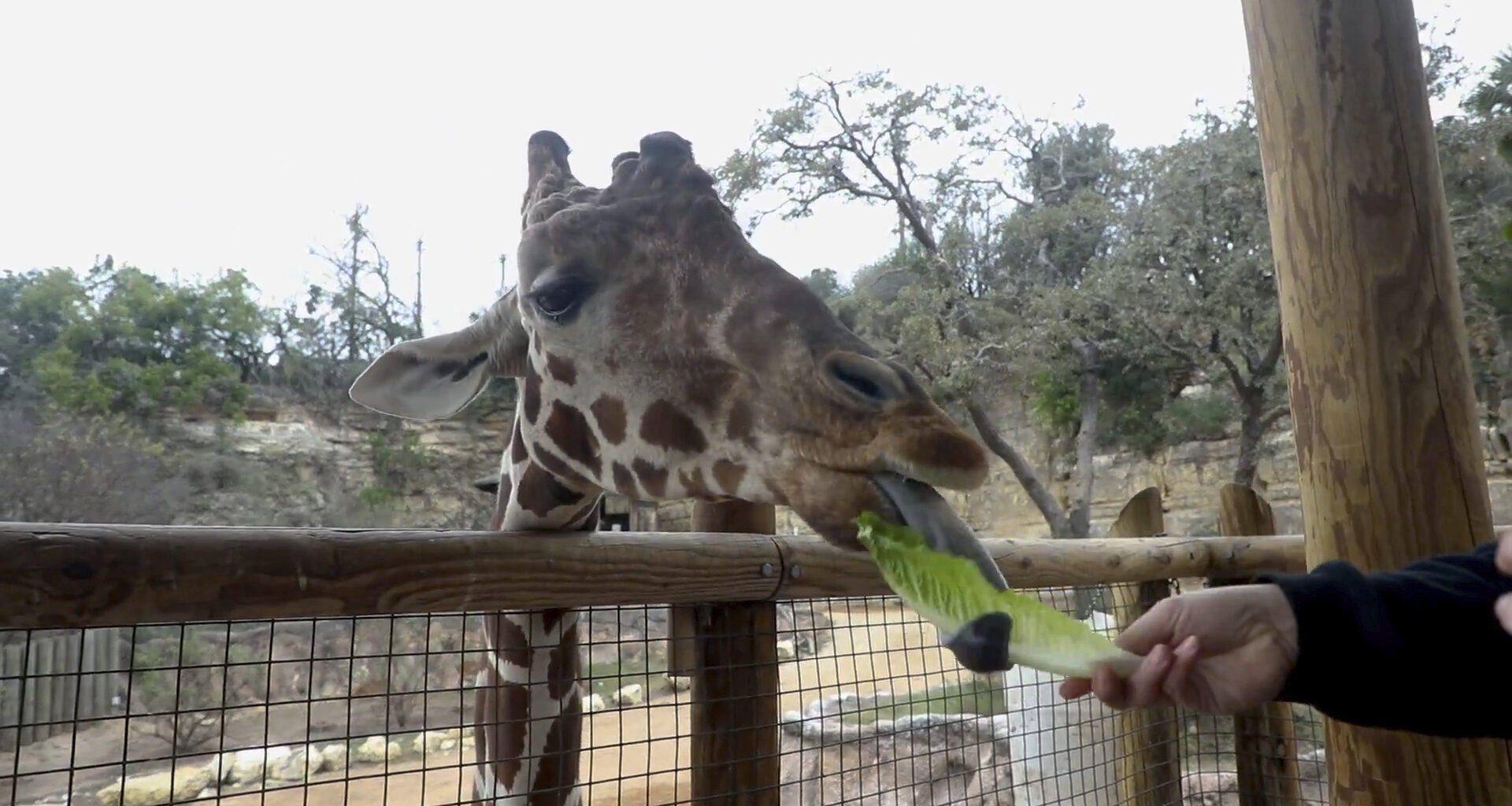 San Antonio Zoo feeding vengeance, romance this Valentine's Day