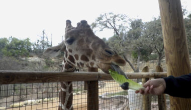 San Antonio Zoo feeding vengeance, romance this Valentine's Day