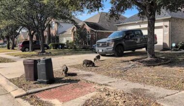 Pigs tear up yards, dodge capture in Spring