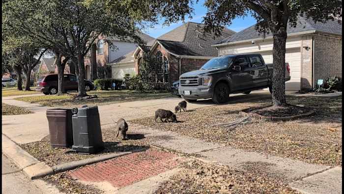 Pigs tear up yards, dodge capture in Spring