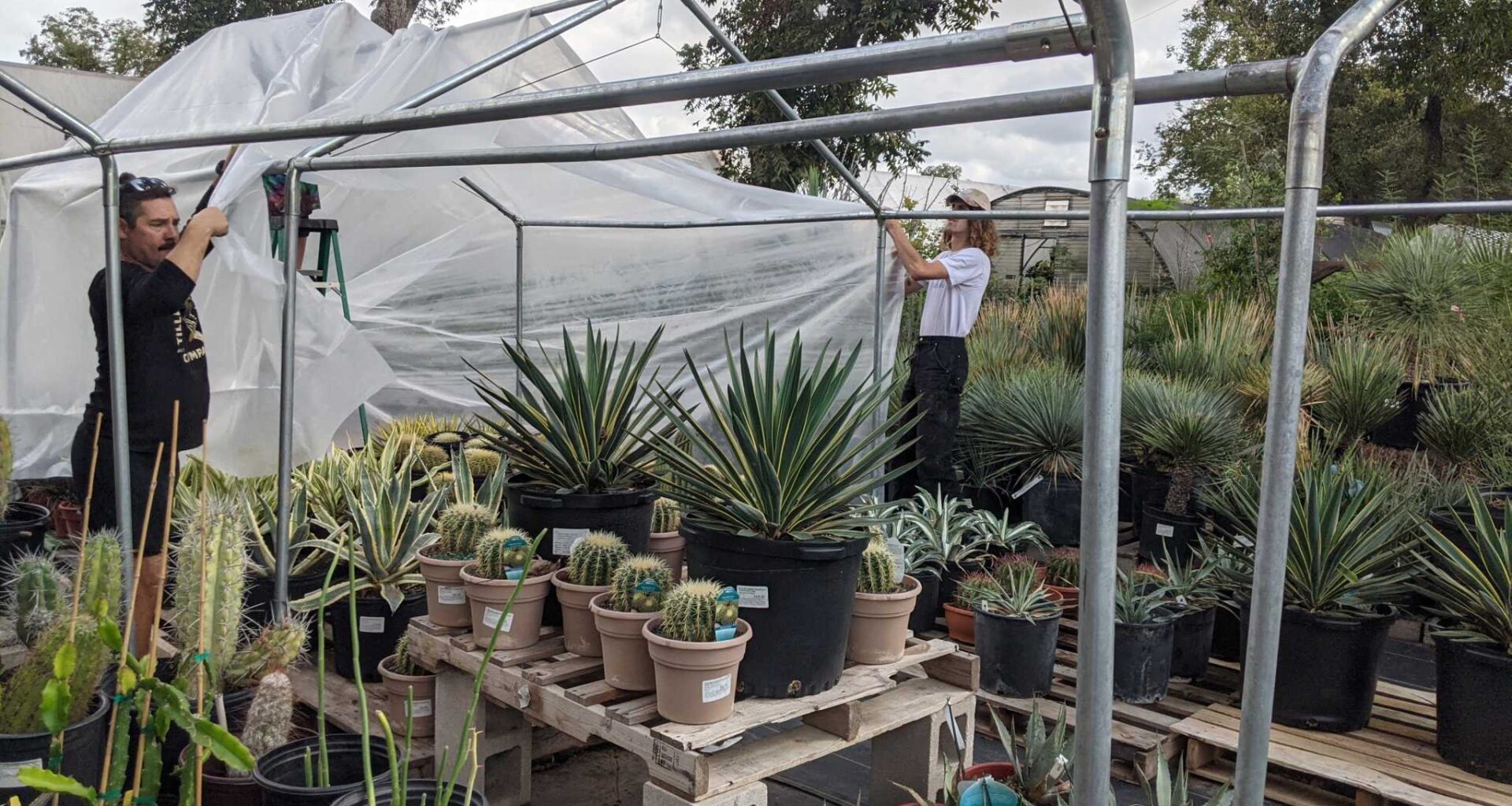 What Central Texas gardeners should do now