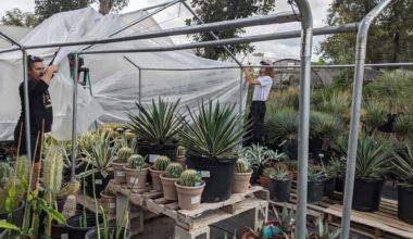 What Central Texas gardeners should do now