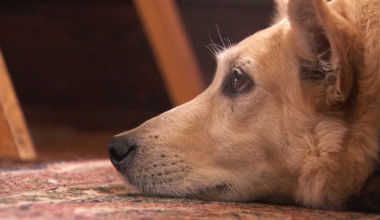 Texas winter storm: How to protect your pets from the arctic blast