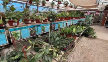 How to protect your plants ahead of hard freeze this weekend