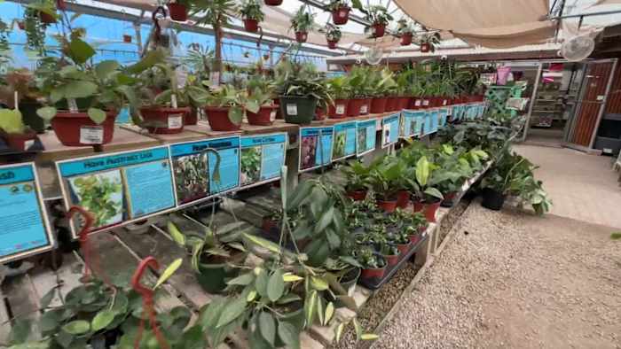 How to protect your plants ahead of hard freeze this weekend