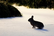 A bunny pauses against a backdrop of ice and snow in a residential yard during a winter...