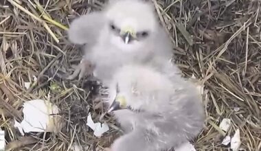 2 baby bald eagles hatch near Dallas during Texas Winter Storm