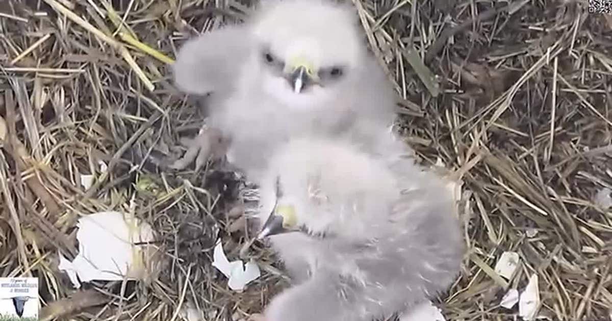 2 baby bald eagles hatch near Dallas during Texas Winter Storm