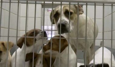 San Antonio Animal Care Services receives more than 1,100 calls so far during cold weather