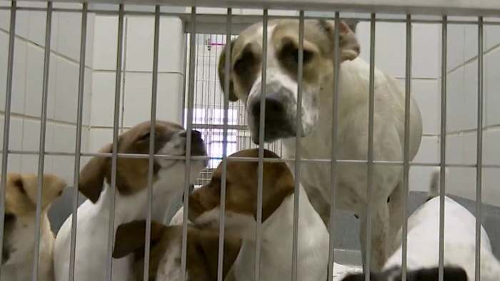 San Antonio Animal Care Services receives more than 1,100 calls so far during cold weather