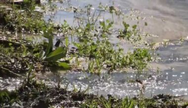 KPRC 2 viewer’s alert leads to action on major Westchase water leak