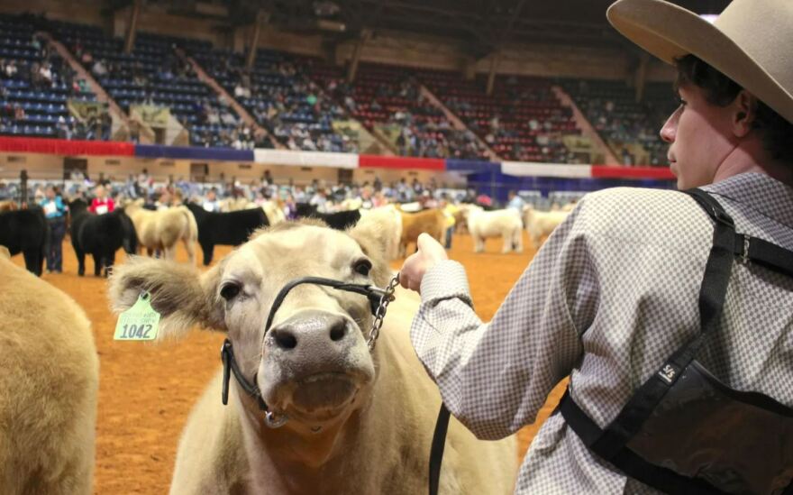 A white bovine looks at the camera as a young boy in a long-sleeved shirt holds a loop around its nose. A line of other bovines stands in the background in the dirt-floored arena.