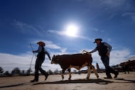 Dawson Grissett of Freestone County 4-H (left) and his dad Michael Grissett led a Beefmaster...