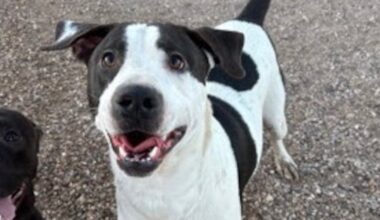 Good Day Good Dog: Joseph