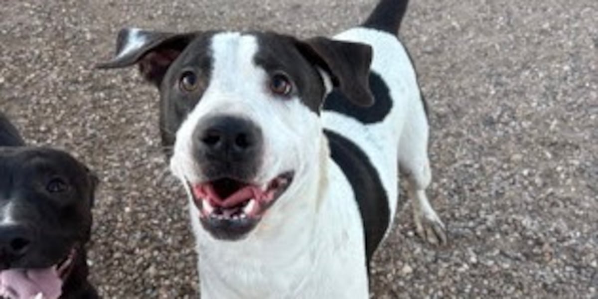 Good Day Good Dog: Joseph