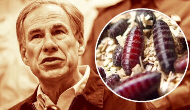 Texas Gov. Abbott issues disaster declaration for screwworm infestation prevention