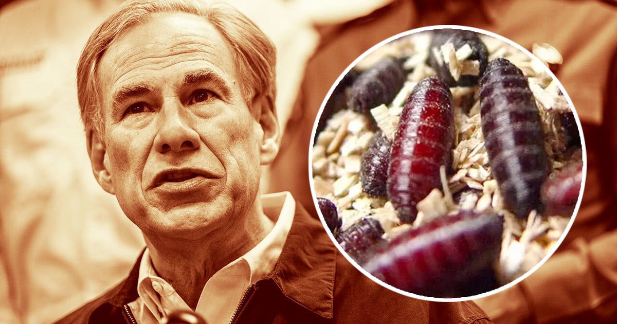 Texas Gov. Abbott issues disaster declaration for screwworm infestation prevention