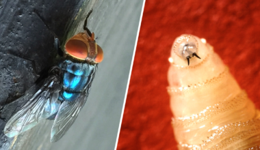 Texas Gov. Abbott issues disaster declaration as deadly screwworm flies spread north in Mexico