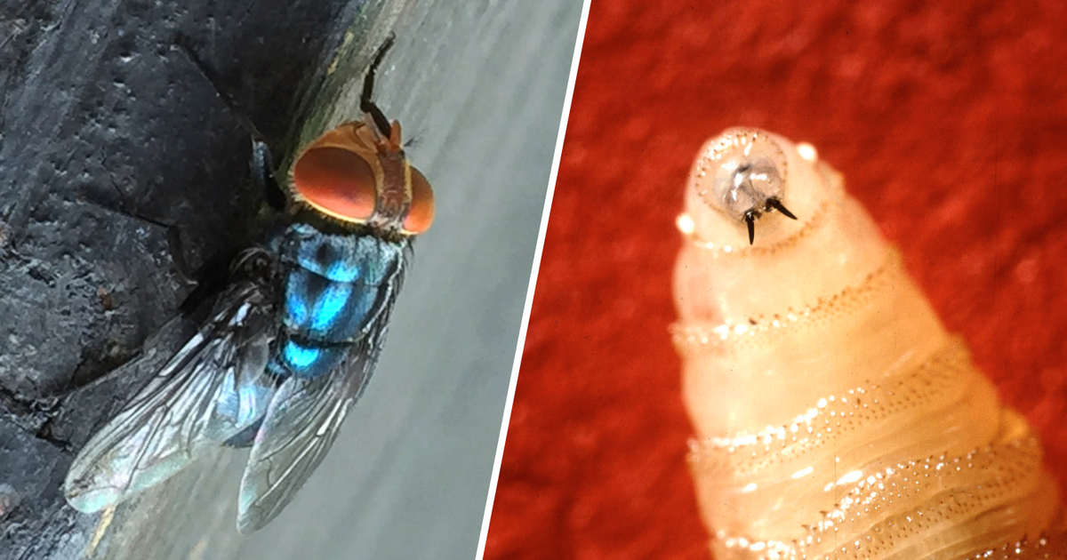 Texas Gov. Abbott issues disaster declaration as deadly screwworm flies spread north in Mexico