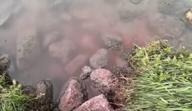 Houston Police: Sewage flowing from online grocery giant into Brays Bayou