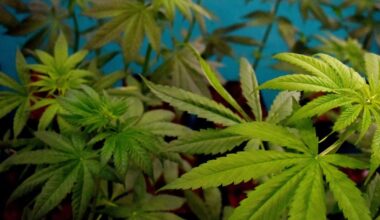 Permanent rules put in place for Texas hemp industry