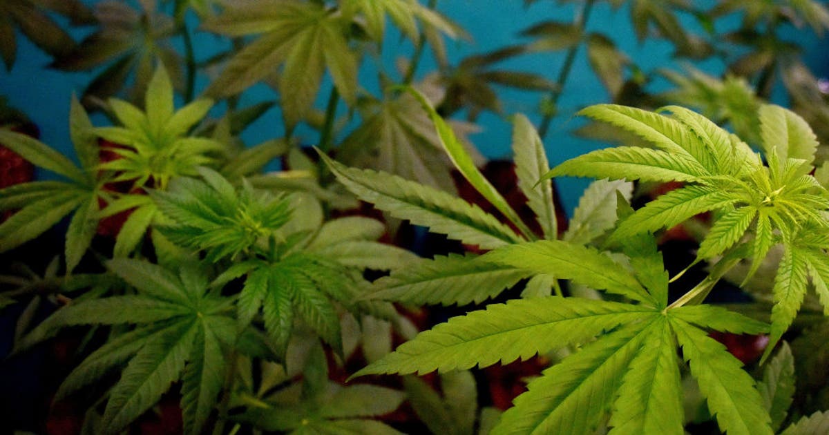 Permanent rules put in place for Texas hemp industry