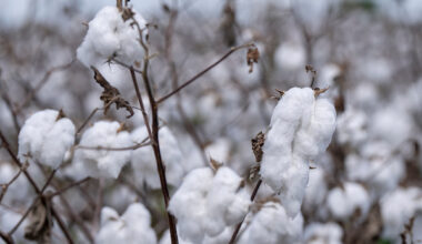fluffy white cotton on brown plants