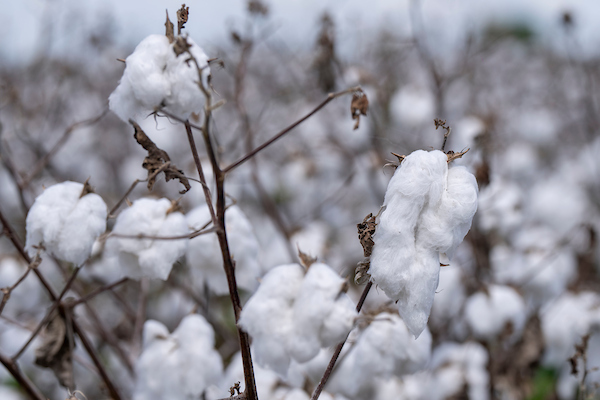 fluffy white cotton on brown plants