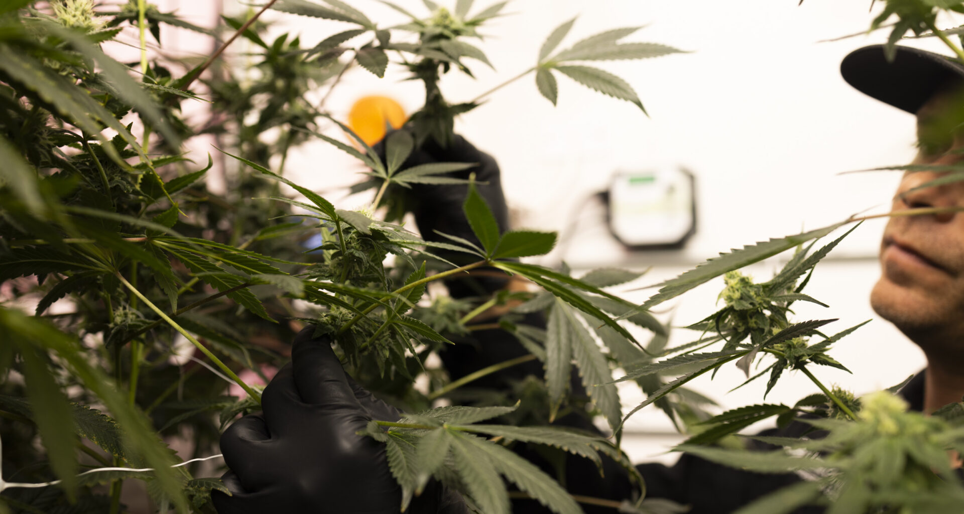 Texas medical pot industry sprouts new businesses, patients