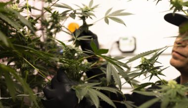 Texas medical pot industry sprouts new businesses, patients