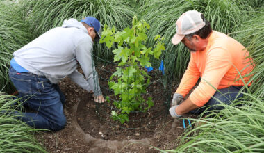 This tree orbited the moon. Now, it’s a symbol for space, conservation education at UTA