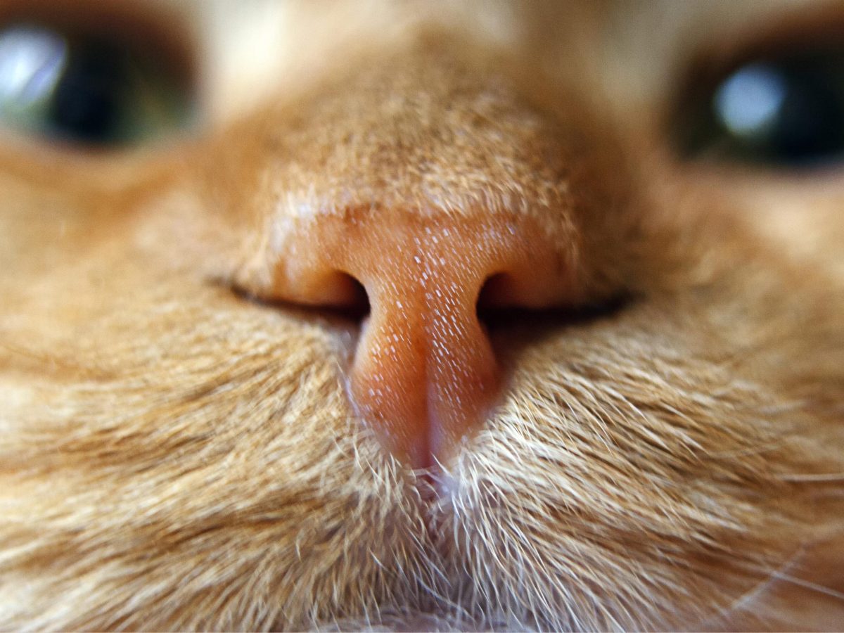 The Daughter of an Incarcerated Woman Is Crowdfunding a Vet Visit for Her Beloved Cat Named Orange Julius