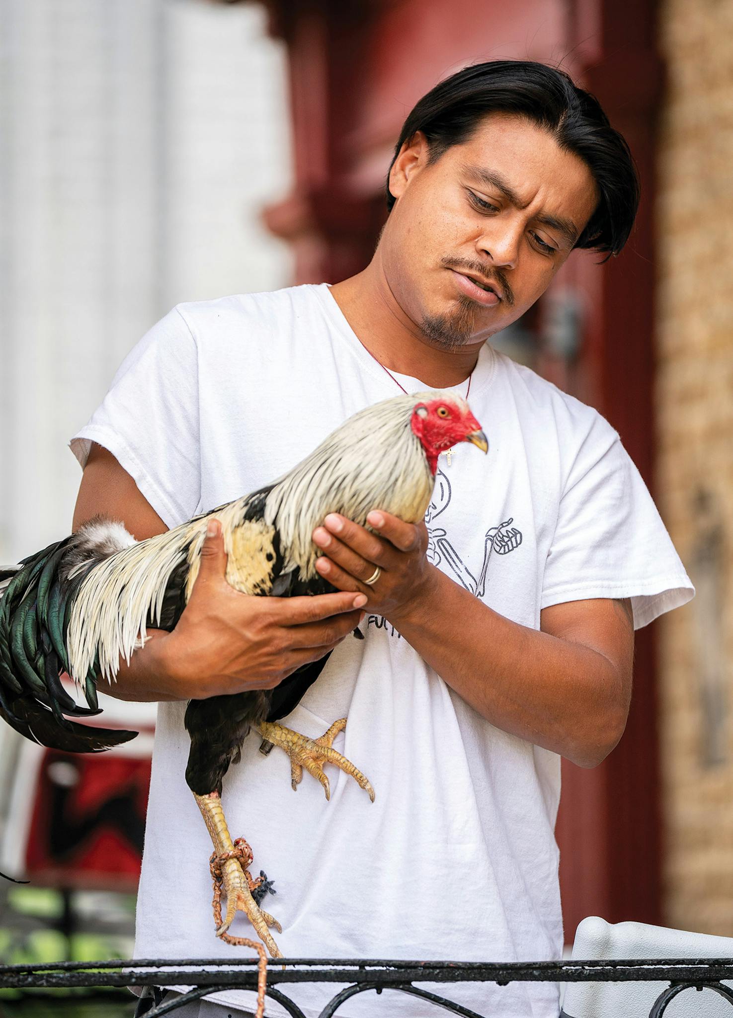 May 10 4:13 P.M. Erik Leonardo Hernandez shows off his pet rooster, named Chito Cano after the legendary Mexican gunslinger, outside his home in Dallas.