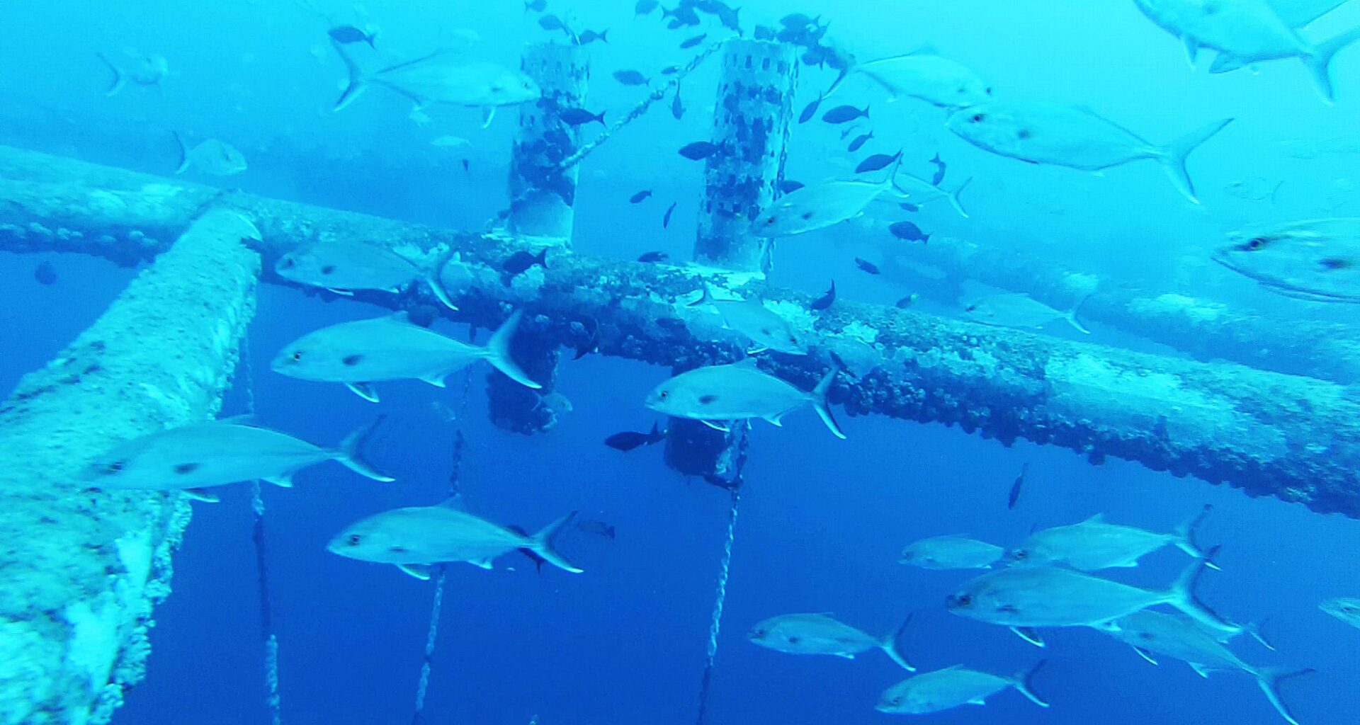 Platforms support sea life, should stay in place