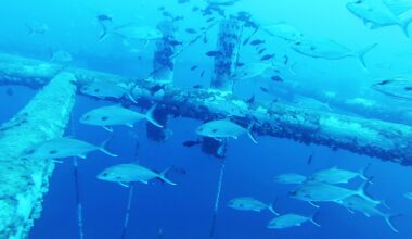 Platforms support sea life, should stay in place