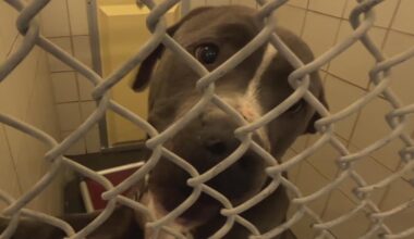 ‘Stop killing animals for space’ Councilman draws a line at City Hall