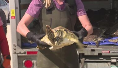 Cold-stunned turtles returned to the Gulf after Coastal Bend freeze