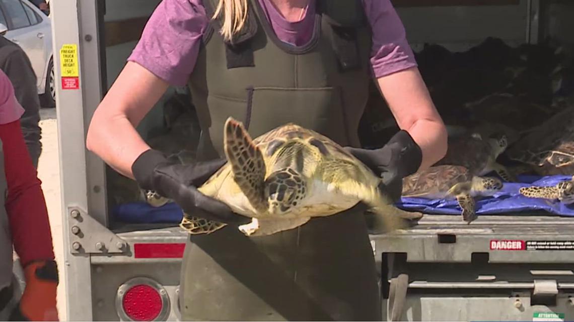 Cold-stunned turtles returned to the Gulf after Coastal Bend freeze