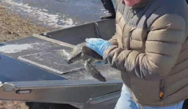 Cold-Stunned and Helpless: Turtles pulled from icy Laguna Madre