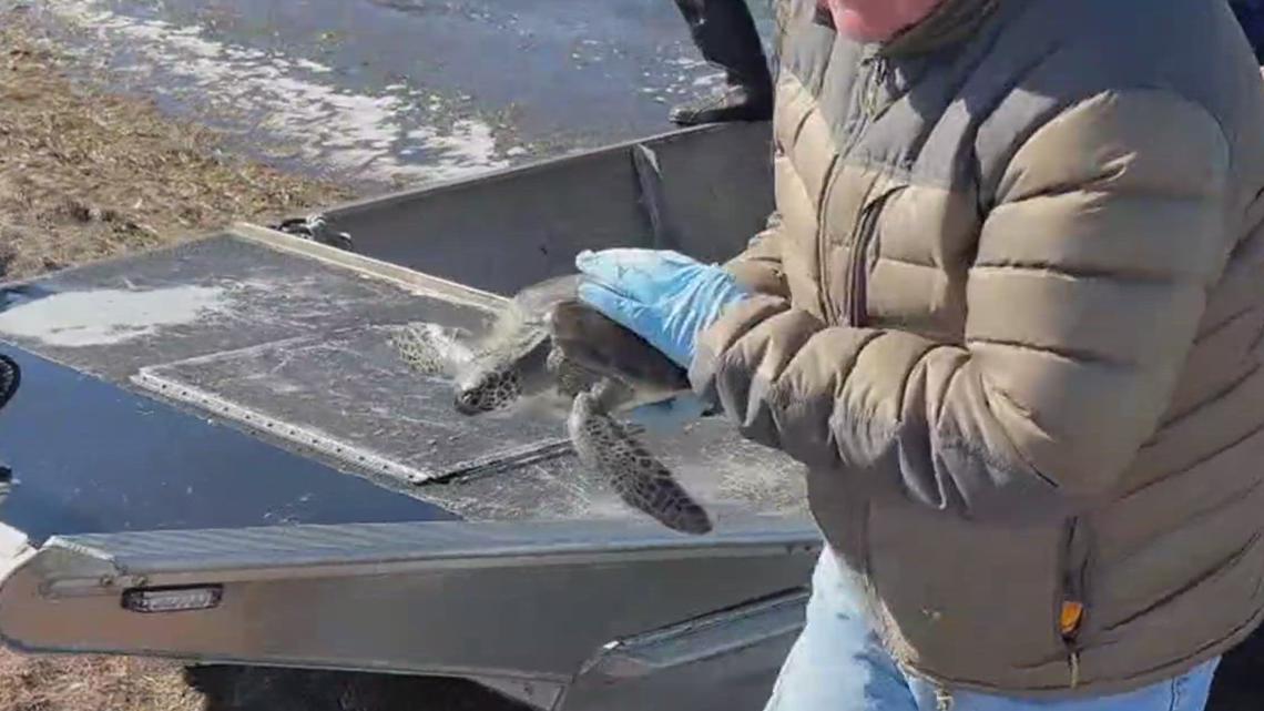 Cold-Stunned and Helpless: Turtles pulled from icy Laguna Madre
