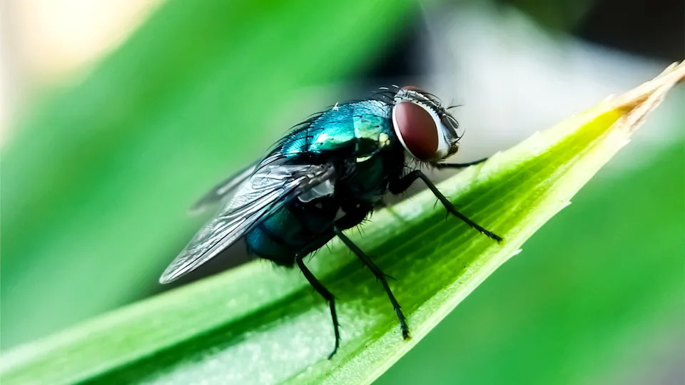 New World screwworm fly